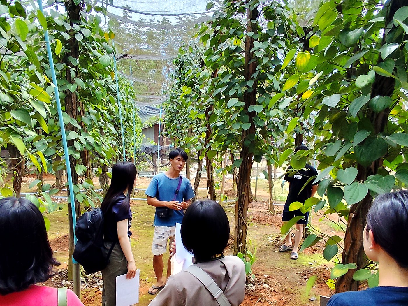 こしょう農園を見学